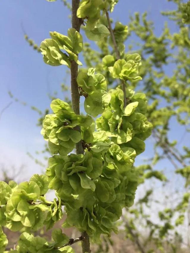 几缕轻梦散文，一蓑烟雨作者的所有小说（抒情散文：小村记忆）