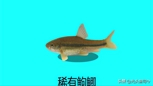 长江名贵鱼前十名，10大凶猛淡水鱼（我国保护的鱼类有87种）