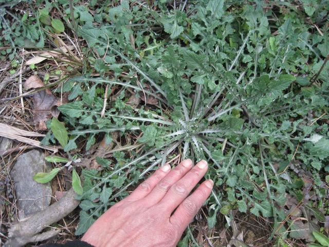 野菜的种类，野菜的种类名称及图片（120种野菜介绍）