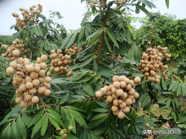 曼陀罗花的图片，曼陀罗花是什么（301味中药材的原植物彩色图谱）