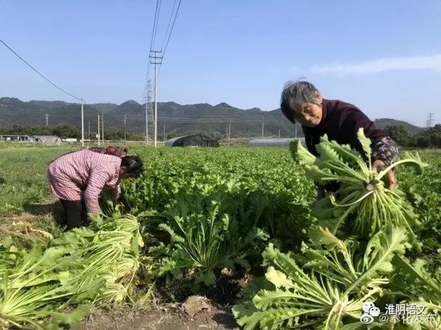 梅干菜是什么菜，梅干菜是什么菜晒干的图片（梅干菜）