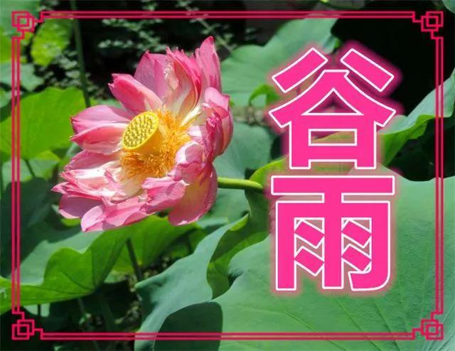 谷雨节气祝福语带图片，谷雨节气的祝福短信（谷雨图片配图高清唯美带字）