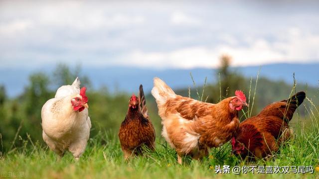 公鸡为什么早上会打鸣，公鸡为什么白天打鸣（公鸡为什么会在早上打鸣）