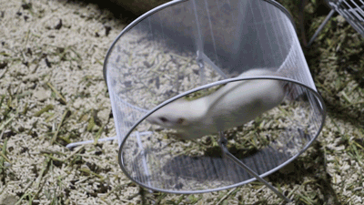 大白鼠和花枝鼠，大白鼠图片（原来有老鼠不脏不臭）