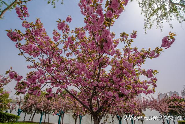 附近看花的地方，深圳最适合去赏花的地方（2023西安及周边赏樱花的地点大全）