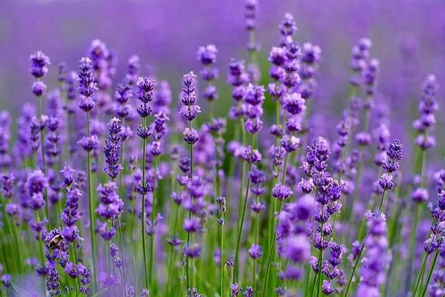 普罗旺斯薰衣草花语，普罗旺斯薰衣草简介（威海临港竟藏有一个“普罗旺斯”）