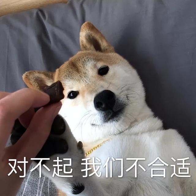 室内养狗对女性的危害,室内养狗对人的危害(女生最好不要养大狗)