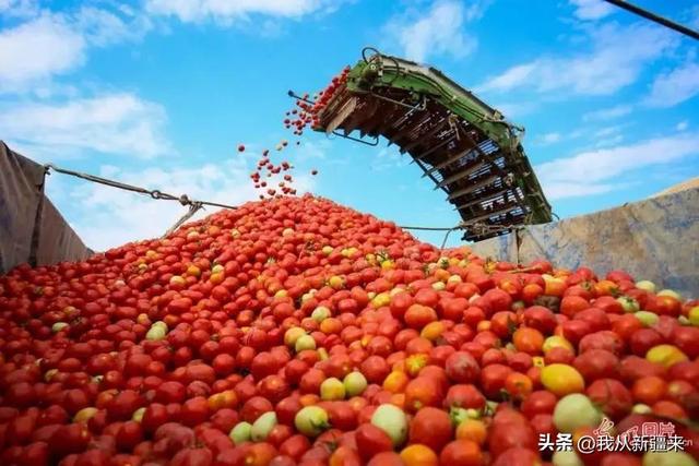 恰玛古在内地叫什么，恰玛古是什么蔬菜（原来这些蔬菜在新疆是这么叫的）