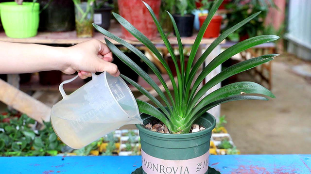 君子兰的花期是什么时候，君子兰花的花期（交替使用2种“水”）