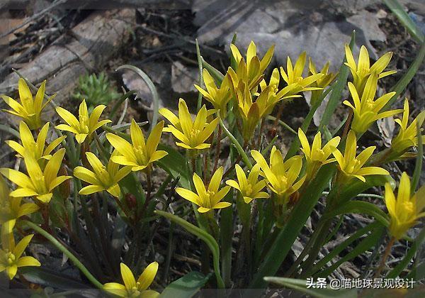 单子叶植物有哪些，各种叶子的用途（10种适合北方庭院种植的花镜植物）