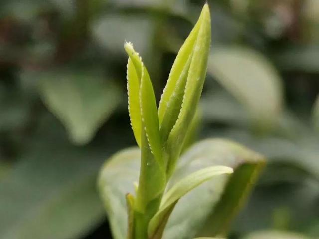 女人长期喝红茶的好处和坏处，女人喝红茶的好处和坏处（女人要常喝这4种茶）