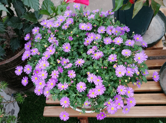 春天开的常见的花，春天的花有哪些（春天的花有哪些 名字）