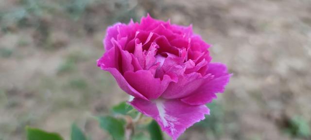 免打扰模式怎么设置，手机免打扰模式在哪里设置（手机免打扰模式开启）