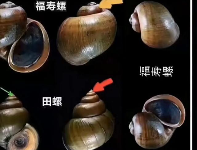 福寿螺与田螺的区别在哪，福寿螺和田螺的区别（一招教你区别福寿螺和田螺）