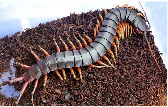 世界上最大的蜈蚣，世界最大的蜈蚣有多大（中国海关查获5条海外“巨型”蜈蚣）