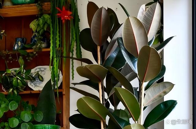 橡皮树的禁忌有毒，搞清楚1点