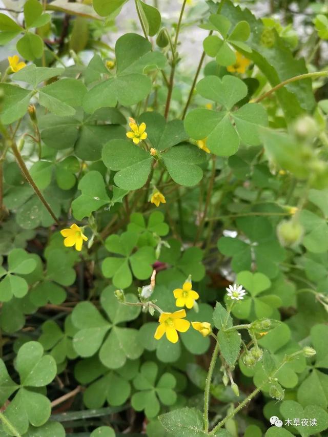 那些四月里开出绚烂花儿的野生植物们，四月有什么花开花