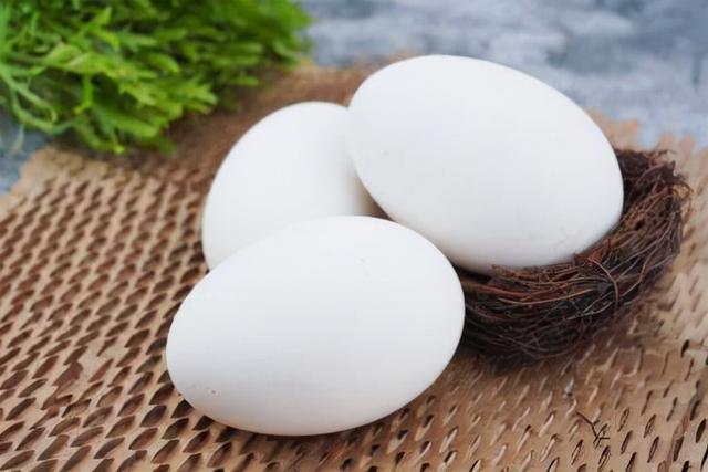 大雁和鹅的区别，大雁和鹅的区别是什么（鹅的真实面貌超出大家的想象）