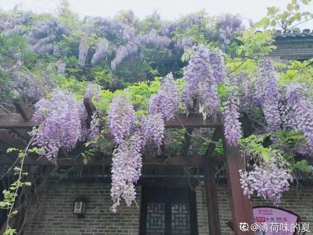 长寿花花语象征与寓意，长寿花的寓意和象征意义（“寿命长”的10种花）