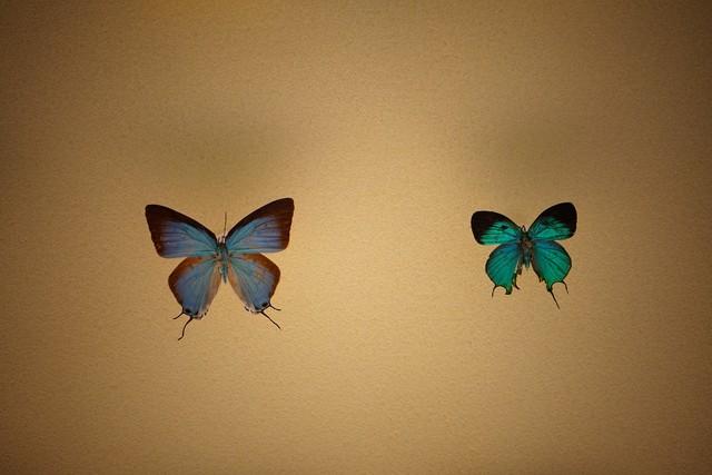 做什么梦说明爱情要来了，什么梦预示真爱到了（爱情魅力追求梦）