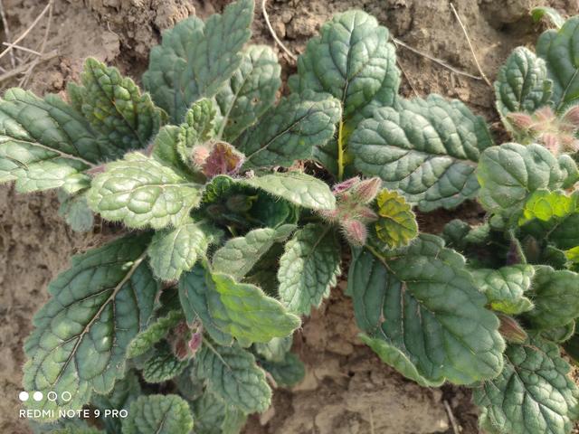 在我们这里,老人们都称地黄为地髓,它是一种中草药,它的苗初生时紧贴