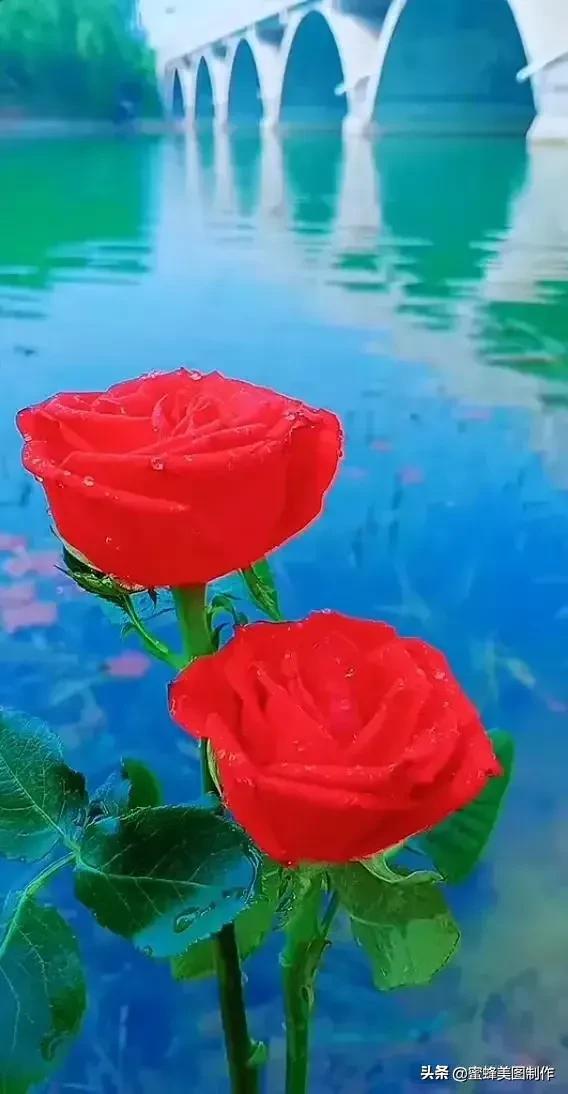 七夕节的图片，七夕浪漫情人节，玫瑰壁纸（七夕节的图片）