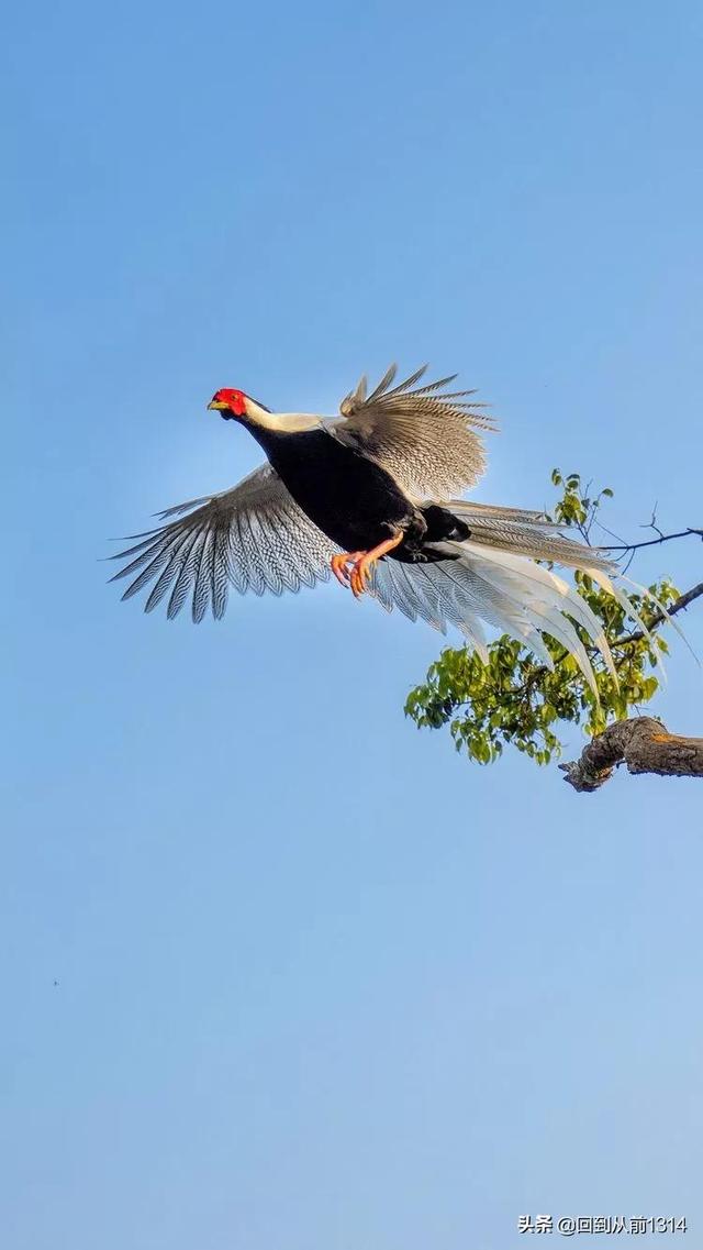 白娴鸟（白娴鸟图片，白娴鸟怎样的养殖（白鹇鸟唯美图片）