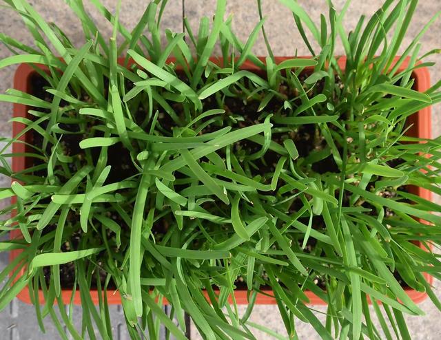 阳台适合种什么菜，什么菜适合在阳台上种（阳台小就种“4种菜”）