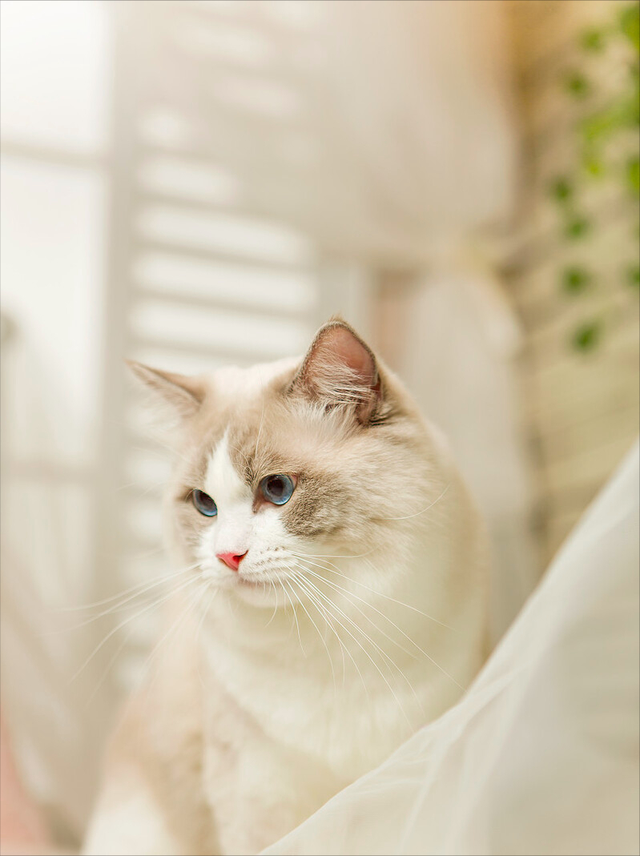 暹罗猫多少钱一只，红虎斑暹罗猫多少钱一只（养猫火葬场”的四种猫咪）