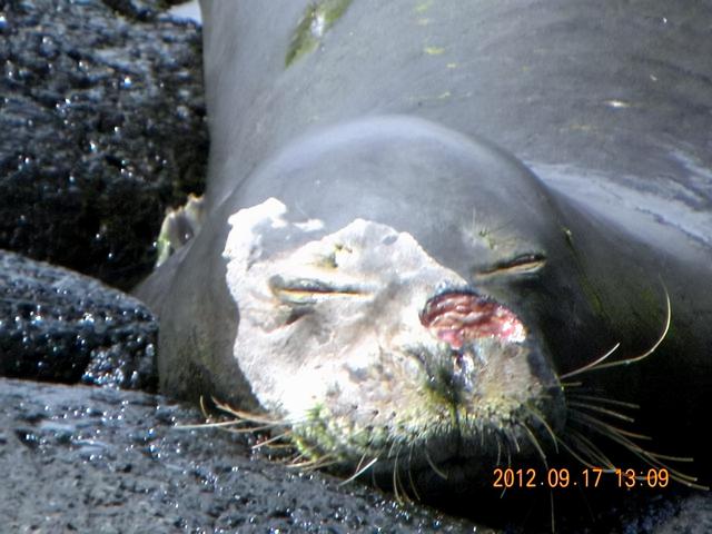 虎鲸和蓝鲸谁厉害，虎鲸vs巨齿鲨vs蓝鲸哪个会赢（深海最凶狠的动物）