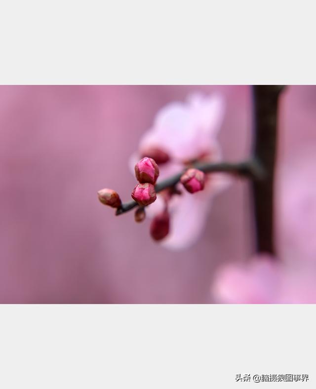 好看的图片。，好看的图片背景（实拍25张唯美的花草照片）