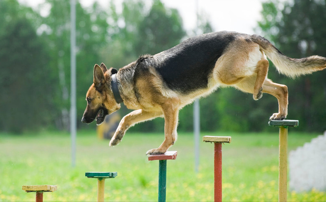 牧羊犬的特点和性格，德国牧羊犬的性格特点（盘点德牧的“优缺点”）