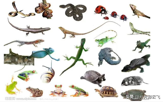 动物的共同特点是什么，地球上的动植物