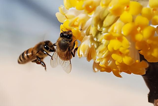 哪种蜂蜜最好，蜂蜜爱好者不容错过的顶级好蜜