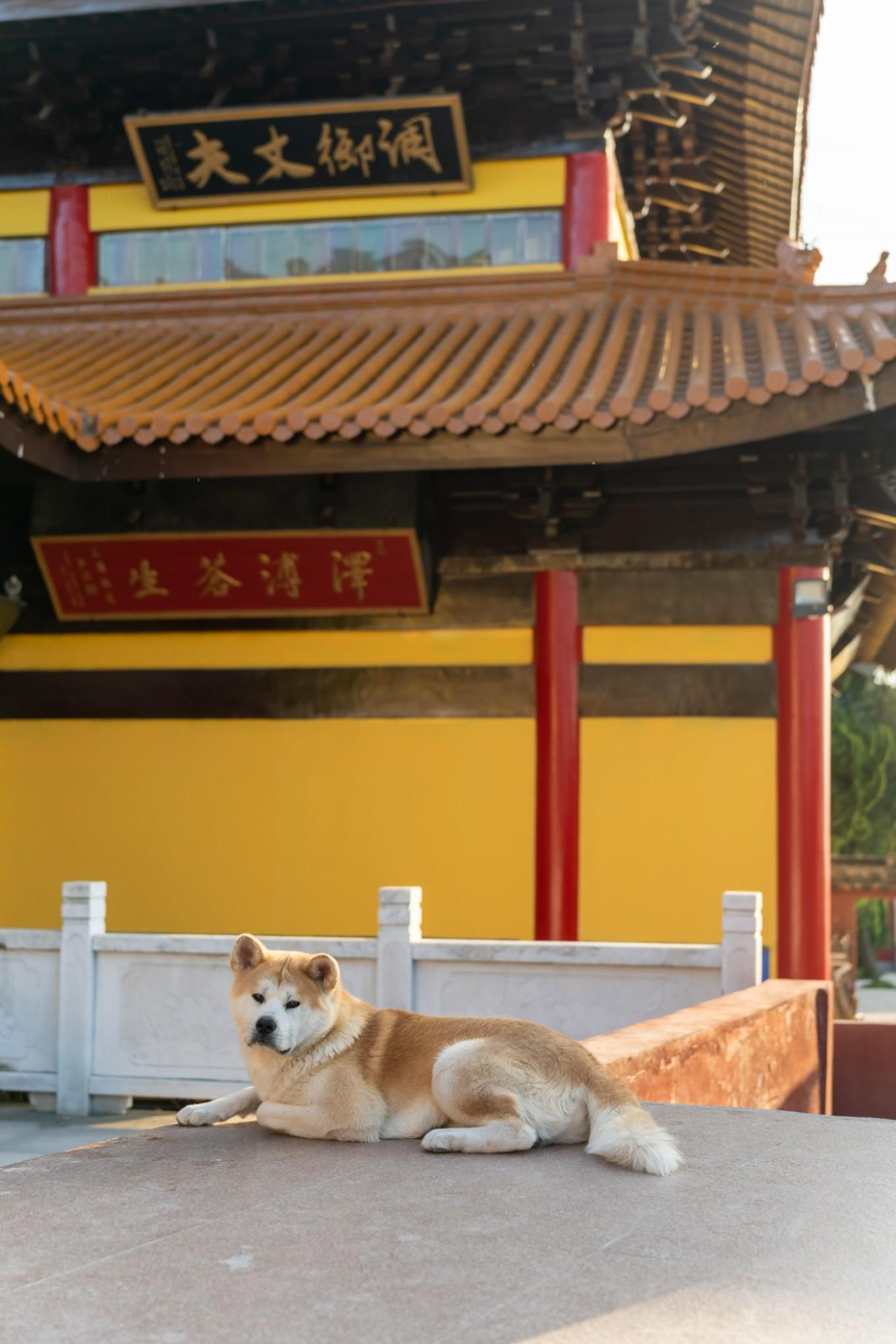 靖江 的孤山矗立在长江北一望无际的沙洲平原上,而在其上的寺院,确实