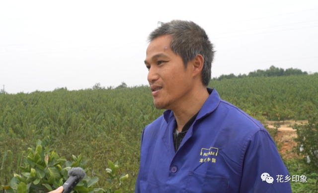 凤梨释迦果怎么吃，凤梨的常识有哪些（横州市：凤梨释迦果成熟上市）