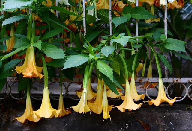 地狱花的花语是什么，地狱花园2021（12种“小毒花”）