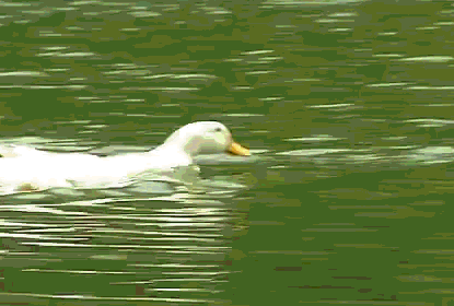 大雁和鹅的区别，大雁和鹅的区别是什么（鹅的真实面貌超出大家的想象）