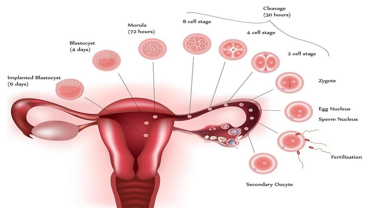 一,通常情况下,女性排卵期是这么算的