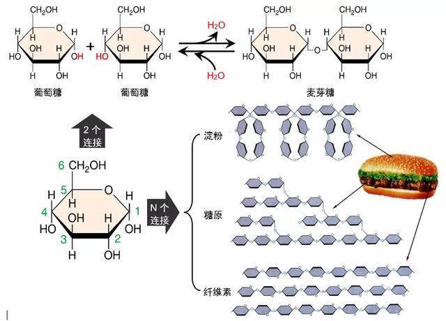 麦芽糖是还原糖吗,麦芽糖是什么做的(高中生物新版必修一全册知识点清单) 麦芽糖是还原糖吗,麦芽糖是什么做的(高中生物新版必修一全册知识点清单)