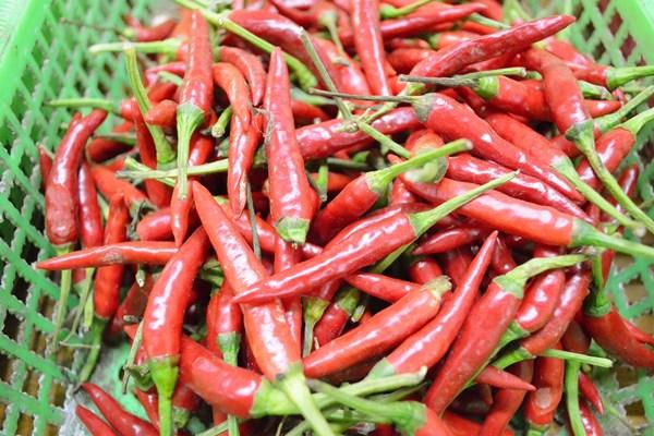 菜椒的功效与作用，菜椒的功效与作用有哪些（辣椒是子宫肌瘤的“发物”）