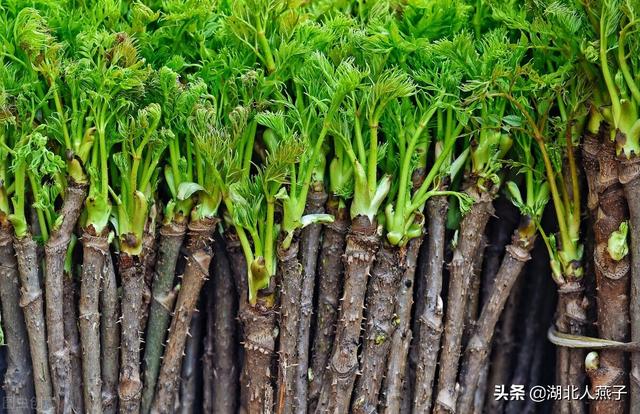 野菜的种类有哪些，野菜都有什么种类（教你认识不同的野菜和吃法）