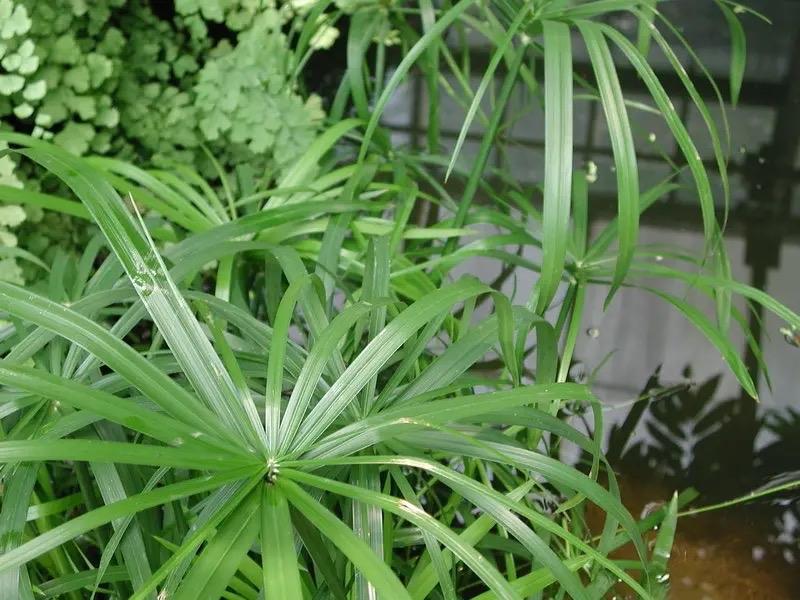 室内种植致富项目(室内养殖有什么好项目)