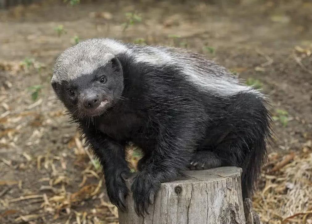平头哥在野外的数量是无危,也就是种群数量处在一个很健康的范围.