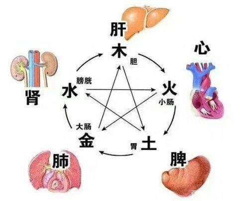 五脏是哪五个，五谷是哪五谷（从多维时空角度理解五脏、五窍、五味、五志）