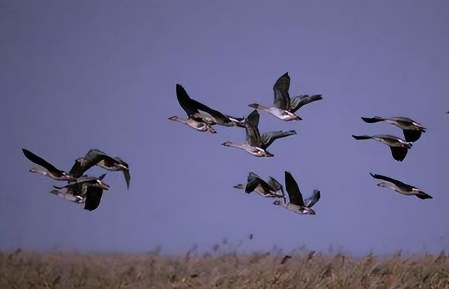 人心齐的下一句，人心齐的下一句是什么（有趣的谚语、歌谣、歇后语和方言土语）