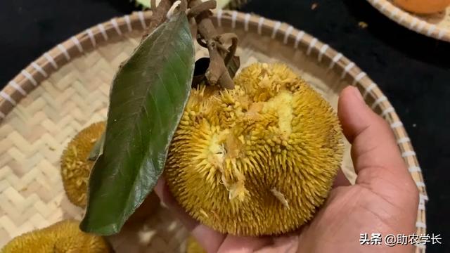 菠萝蜜臭吗，菠萝蜜有臭的吗（了解后奇怪的知识又增加了）