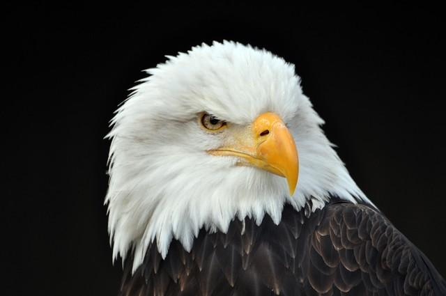 印度的国鸟是什么，各个国家的国鸟是什么（揭秘为什么中国还没有“国鸟”）