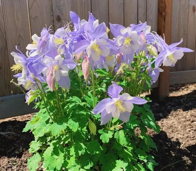 耧斗菜什么时候播种，耧斗菜种子几天能出苗（让它从冬天一直开到春天）