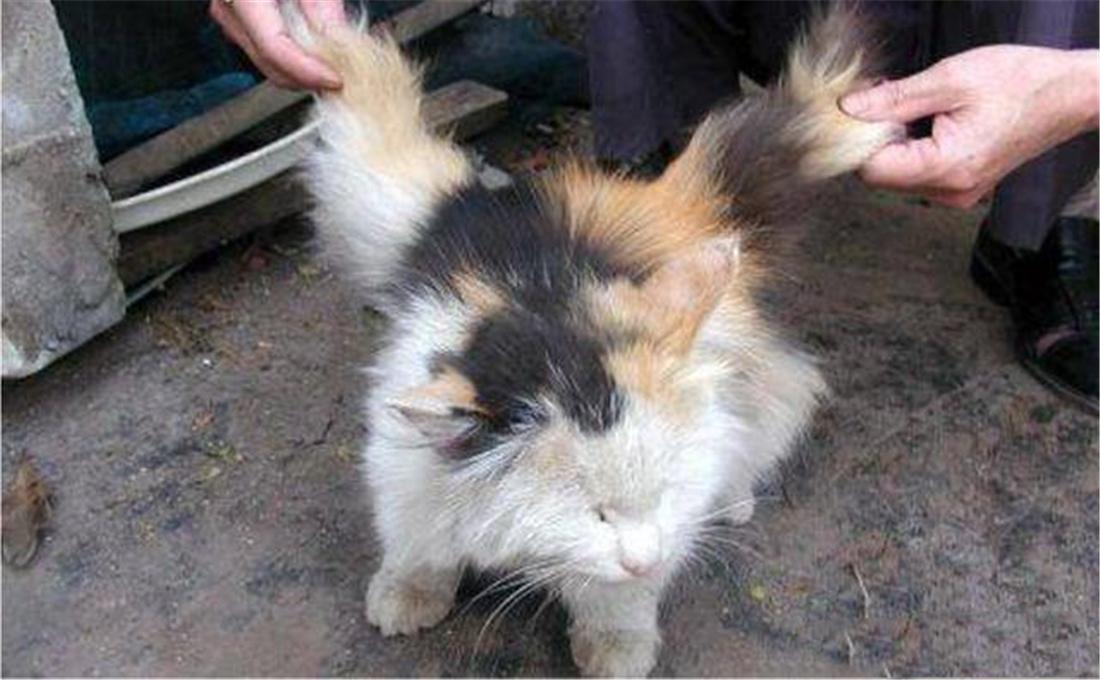 飞行动物图片,"翼猫"是什么动物-算卦-荣耀易学